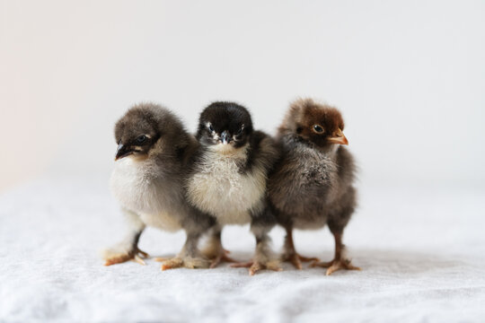 Freshly hatched baby chicks on a white background.