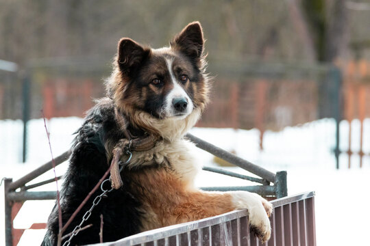 Brown and white dog stands on hind legs at a gate in a rural yard with snow. Ears forward and eyes bright the faithful guardian looks outward ready to greet visitors on a cold day