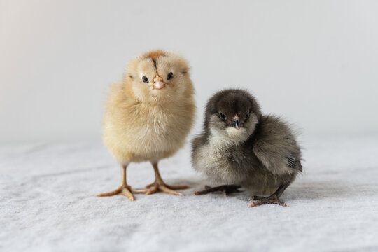 Freshly hatched baby chicks on a white background.