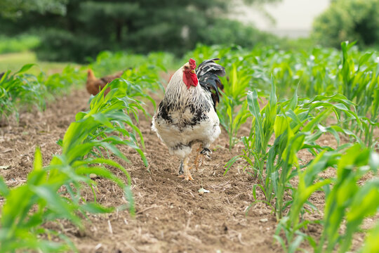 A light brahma rooster free ranging in a corn field. 