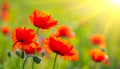 Naklejka premium Blooming red poppies amidst a green field, bathed in bright sunlight shining in the upper right corner
