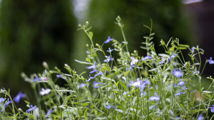 Fototapeta premium Delicate summer garden flowers of Iberia, blurred background. Natural color background.