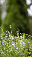 Fototapeta premium Delicate summer garden flowers of Iberia, blurred background. Natural color background.