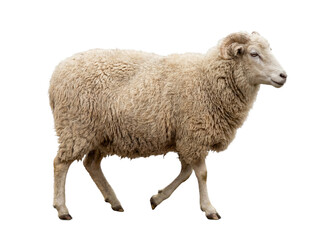 Sheep walking, side view, isolated on transparent background (PNG) © Анна Заиченко