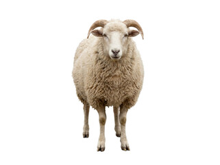 Sheep front view isolated on transparent background (PNG) © Анна Заиченко