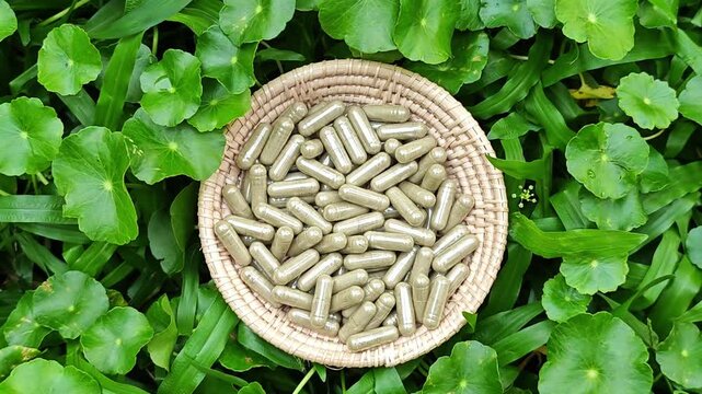 Asiatic pennywort. Centella asiatica capsules.