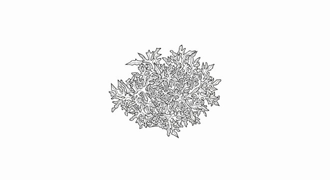 Detailed black and white illustration of a bushy lichen structure