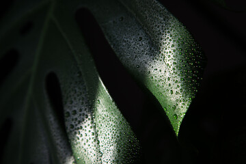 Green leaves of Monstera in drops water on the sunset. Wet Monstera leaves in the shade. Tropical leaf of green monstera on the background of the wall. The concept of the nature of domestic plants.