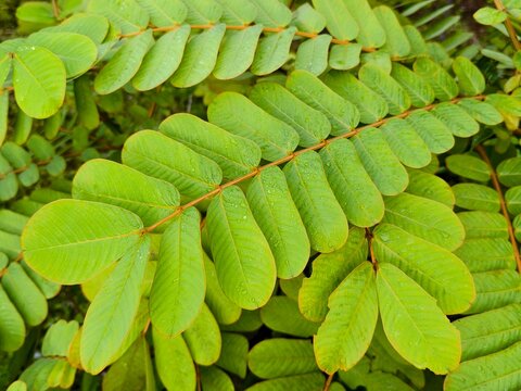 senna alata plants in the morning