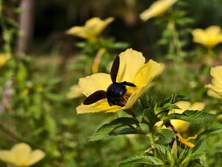 wasps sucking nectar from damiana flowers © RMX IMG