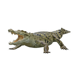 Fototapeta premium Alligator Crocodile Reptile Predator Wildlife Animal Danger Mouth Open Teeth Scales Skin Isolated PNG Cutout