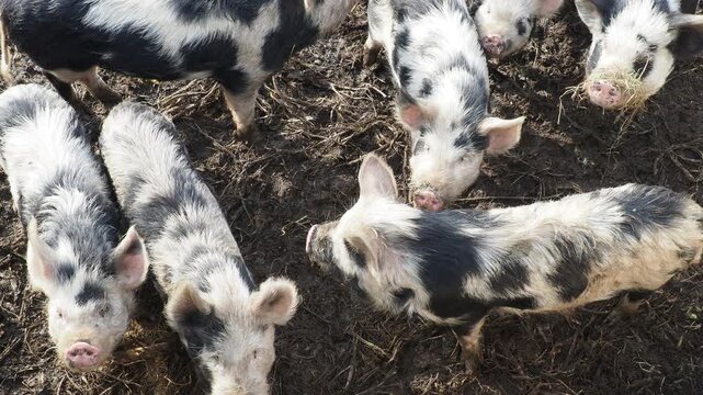 Close-up Detail of Kune Kune Pig Snout and Head on a Farm