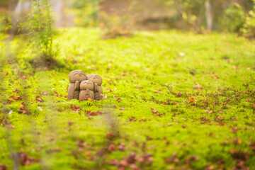 Obraz premium a group of brown mushroom growing in a field of grass. The mushrooms are of different sizes and shapes, with some appearing to be growing close together in Kyoto, Japan