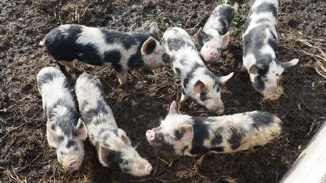 Close-up Detail of Kune Kune Pig Snout and Head on a Farm