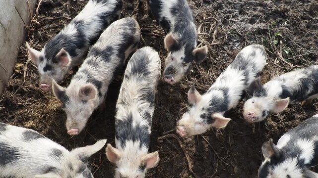 Close-up Detail of Kune Kune Pig Snout and Head on a Farm