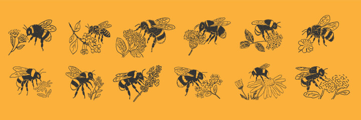 Naklejka premium bees on spring and summer flowers in doodle style, detailed botanical pollinator illustrations on warm yellow background