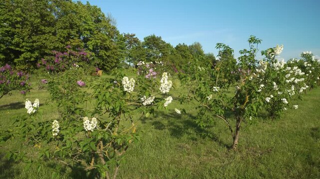 In Europe's largest lilac garden in Dobele, Latvia, young lilac trees of various varieties have bloomed, displaying lush clusters of flowers under a clear blue sky on a sunny spring day. 