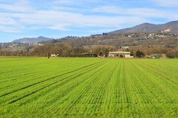 Obraz premium Green Agricultural Field with Mountain Landscape and Blue Sky Background