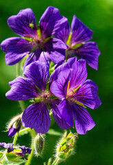 Mayflower, geranium sylvaticum, wood cranesbill