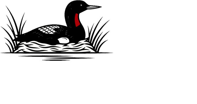 A black bird with a red patch sits on a nest in the water with reeds