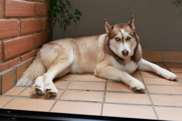 Red Siberian Husky dog with blue eyes resting on terracotta tiles by a brick wall © Remberto