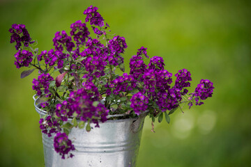 Purple flowers in a metal pot with a green background