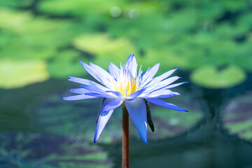blue water lily