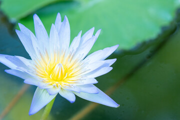 blue water lily