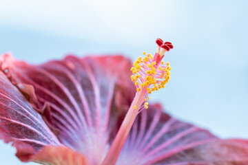 red hibiscus macro © Amane