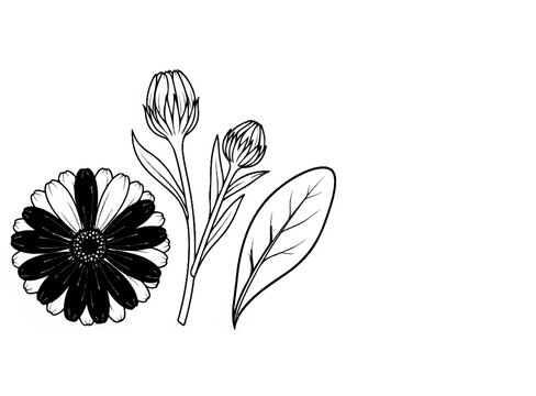 Detailed sketch of a calendula flower with buds and a leaf