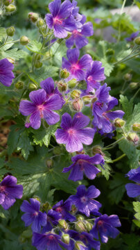 Blooming nature background of purple garden geranium flowers in macro view