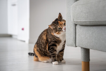 Curious calico cat marking furniture in new home, kitty sniffing new sofa leaving scent from...