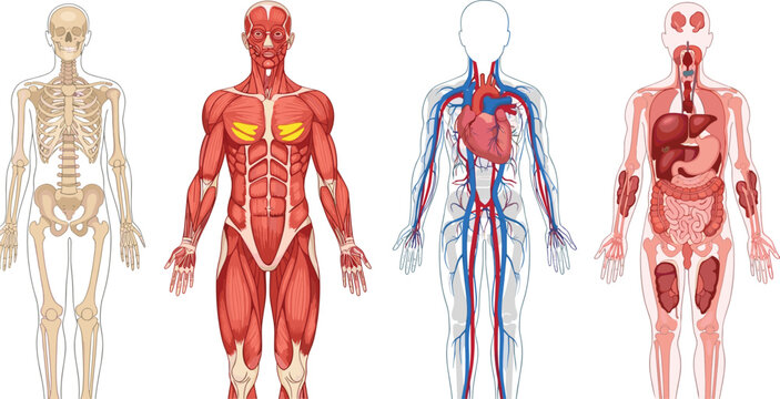 Educational human anatomy illustration set featuring detailed skeletal muscular circulatory and internal organ systems of the human body for medical science and biology study.