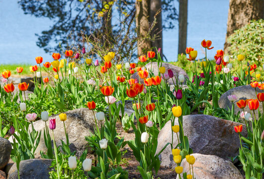 A spring flowerbed is full of tulips of different colors. Beautiful bulb flowers grow between the stones. Tulips are perennial bulbiferous geophytes that have underground storage bulbs.