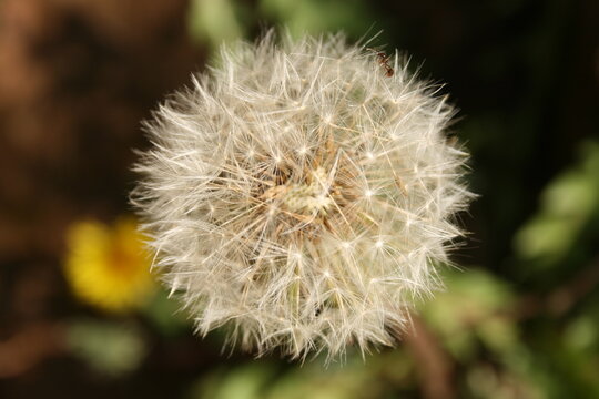 Diente de le&oacute;n con semillas y hormiga al viento