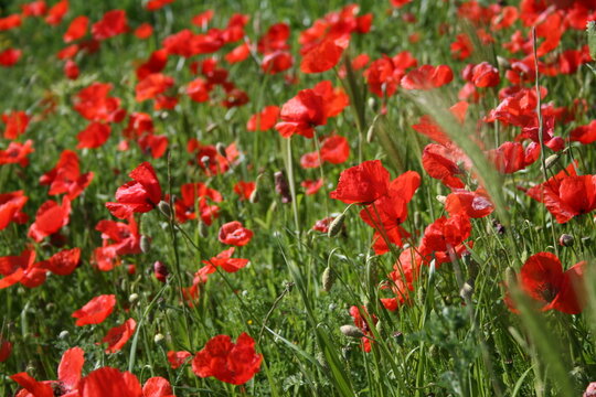 Campo de amapolas rojas