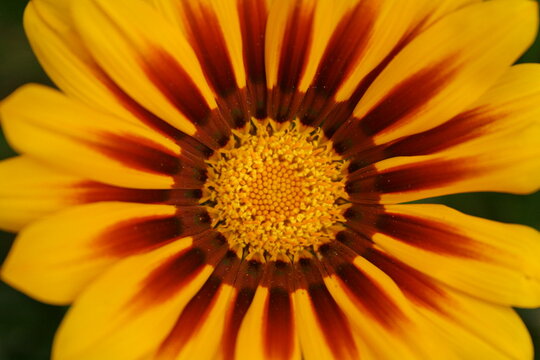 Primer plano de flor Gazania amarilla y bronce con centro detallado
