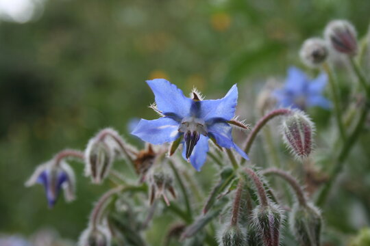 Macro de flor azul de borraja con detalles de vello natural