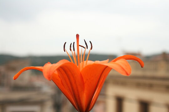 Flor de lirio naranja silvestre bajo luz natural