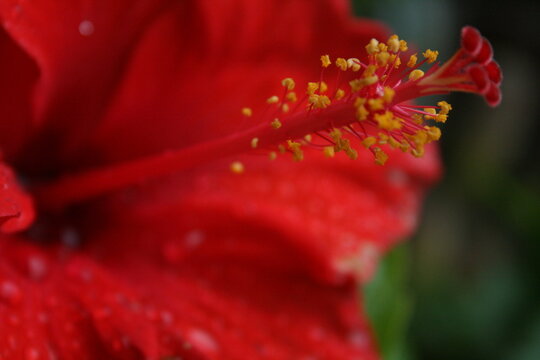 Detalle macro de flor de hibisco rojo con estambres dorados