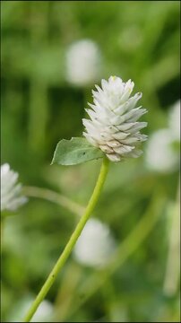 White clover flower wildflower green grass closeup nature macro green stem soft focus meadow background peaceful summer meadow outdoor field natural