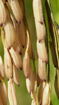 Closeup rice ear grain paddy agriculture crop field organic farm macro food nature golden ripe seed summer harvest season rice paddy crop field