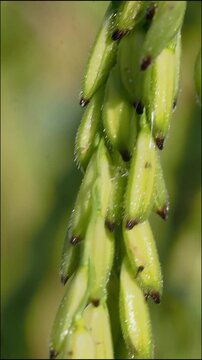 Green rice ear grain plant agriculture farm crop food growth organic farming macro closeup field nature cereal paddy dew drop background
