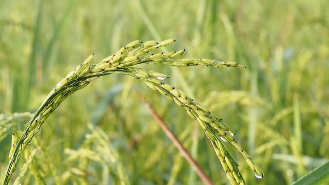 Fresh rice plant rice ear in green grain field, agriculture crop farm with dew drop closeup, rural landscape nature morning light