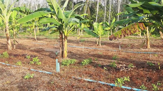 Banana plantation irrigation banana tree farm sprinkler water pipe tropical agriculture field young crop seedling rural farming landscape green