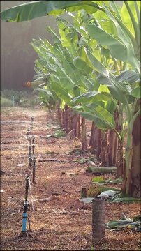 Banana farm plantation irrigation with banana tree rows and water sprinkler system tropical agriculture field sunlight rural landscape soil freshness
