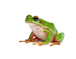 Obraz premium A vibrant, close-up photograph showcasing a small, bright green amphibian resting on a stark white surface