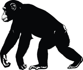 Obraz premium Black and white illustration of chimpanzee walking on all fours, detailed primate anatomy profile view, zoological artwork highlighting wildlife behavior, 