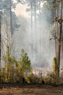 Prescribed burn on a forest floor with smoke and flames among pine trees.
