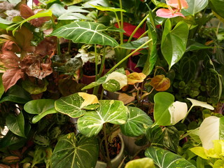 Charming store setup with variegated foliage and welcoming atmosphere © diczman